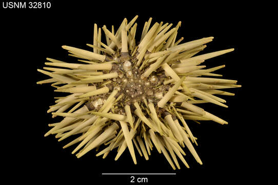 Image of Burrowing urchin