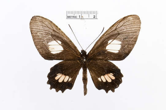 Image of Parides proneus (Hübner 1831)