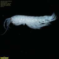 Image of Amphipoda