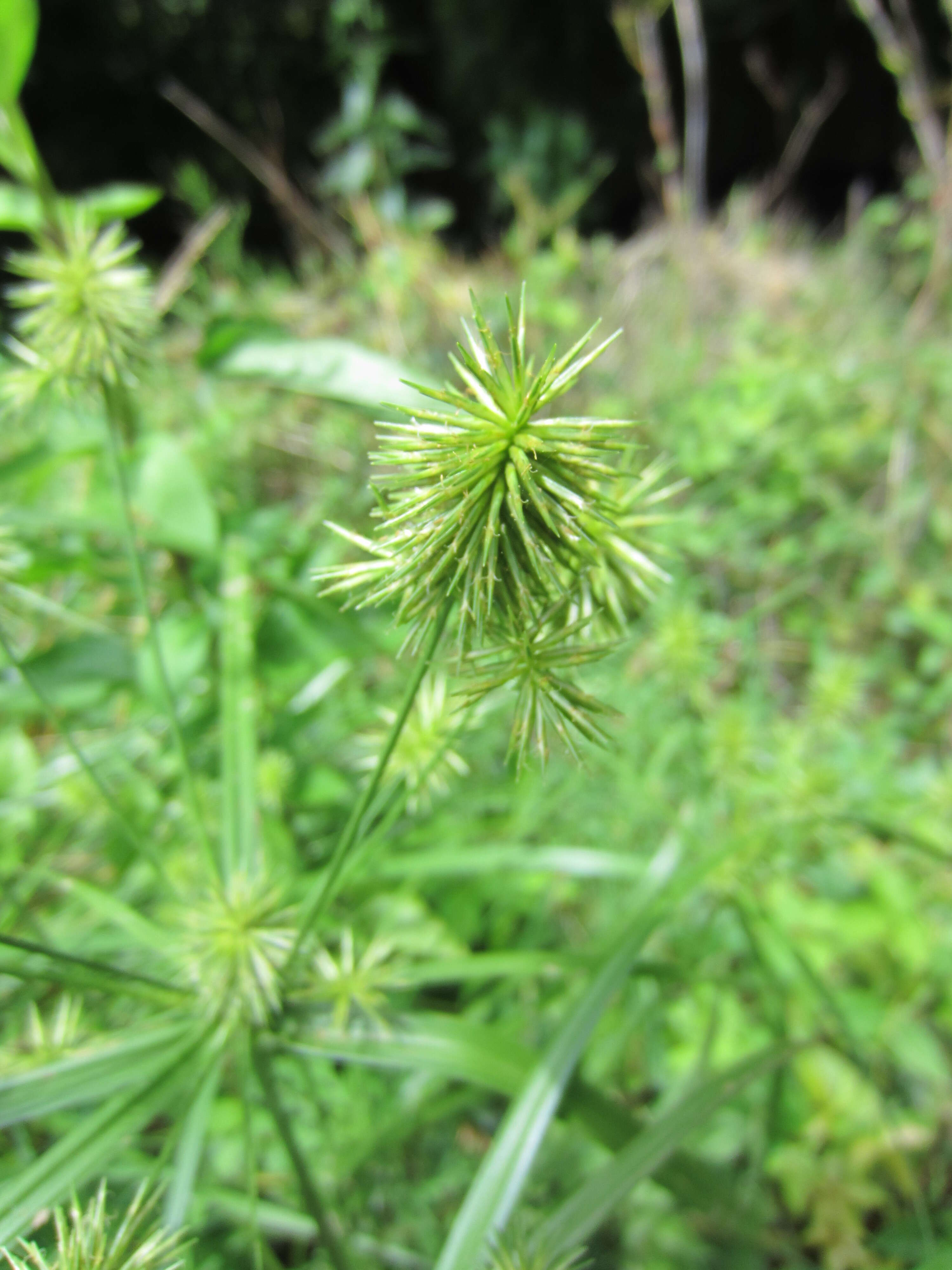 Слика од Cyperus lancastriensis Porter