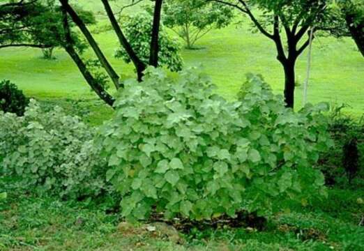 Image of Hidden-petaled Abutilon