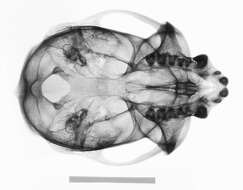 Plancia ëd Cercopithecus cephus cephodes Pocock 1907