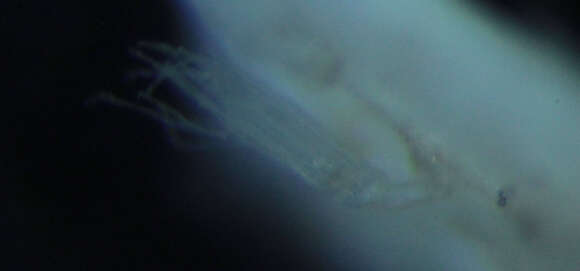 Image of Marine bryozoan