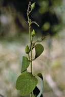 Image of Ipomoea L.