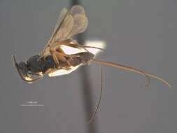 Image of Orgilus strigosus Muesebeck 1970