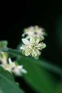 Image of whiteflower passionflower