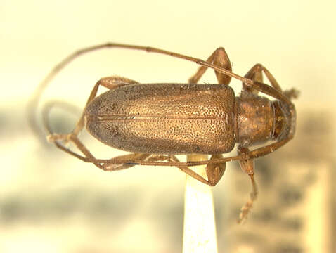 Image of Urgleptes chamaeropsis (Fisher 1926)