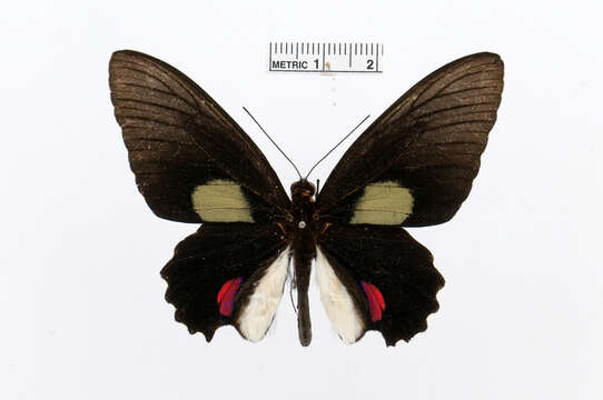 Image of Parides cutorina (Staudinger 1898)