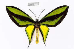 Слика од Ornithoptera paradisea Staudinger 1893