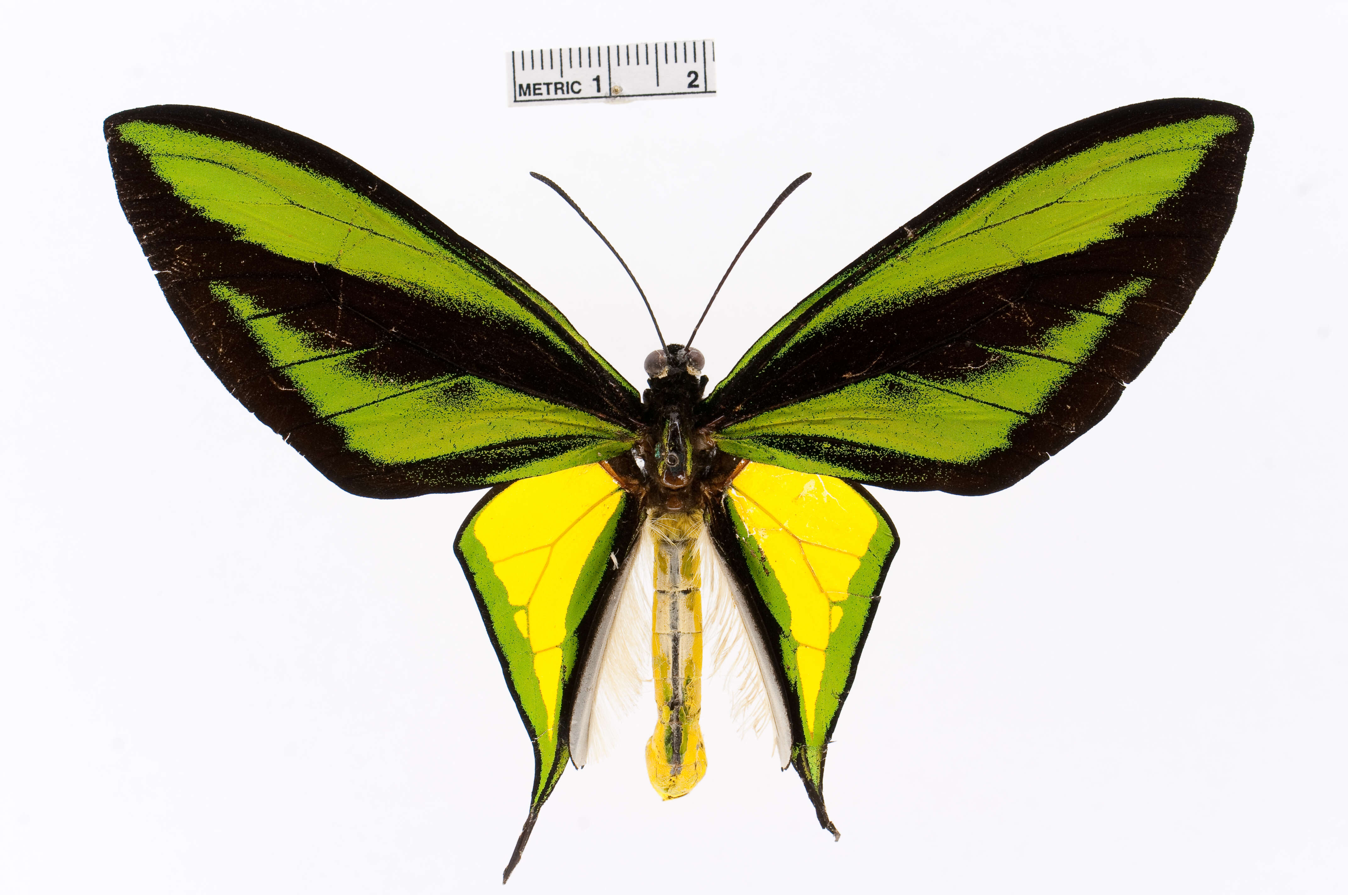 Слика од Ornithoptera paradisea Staudinger 1893