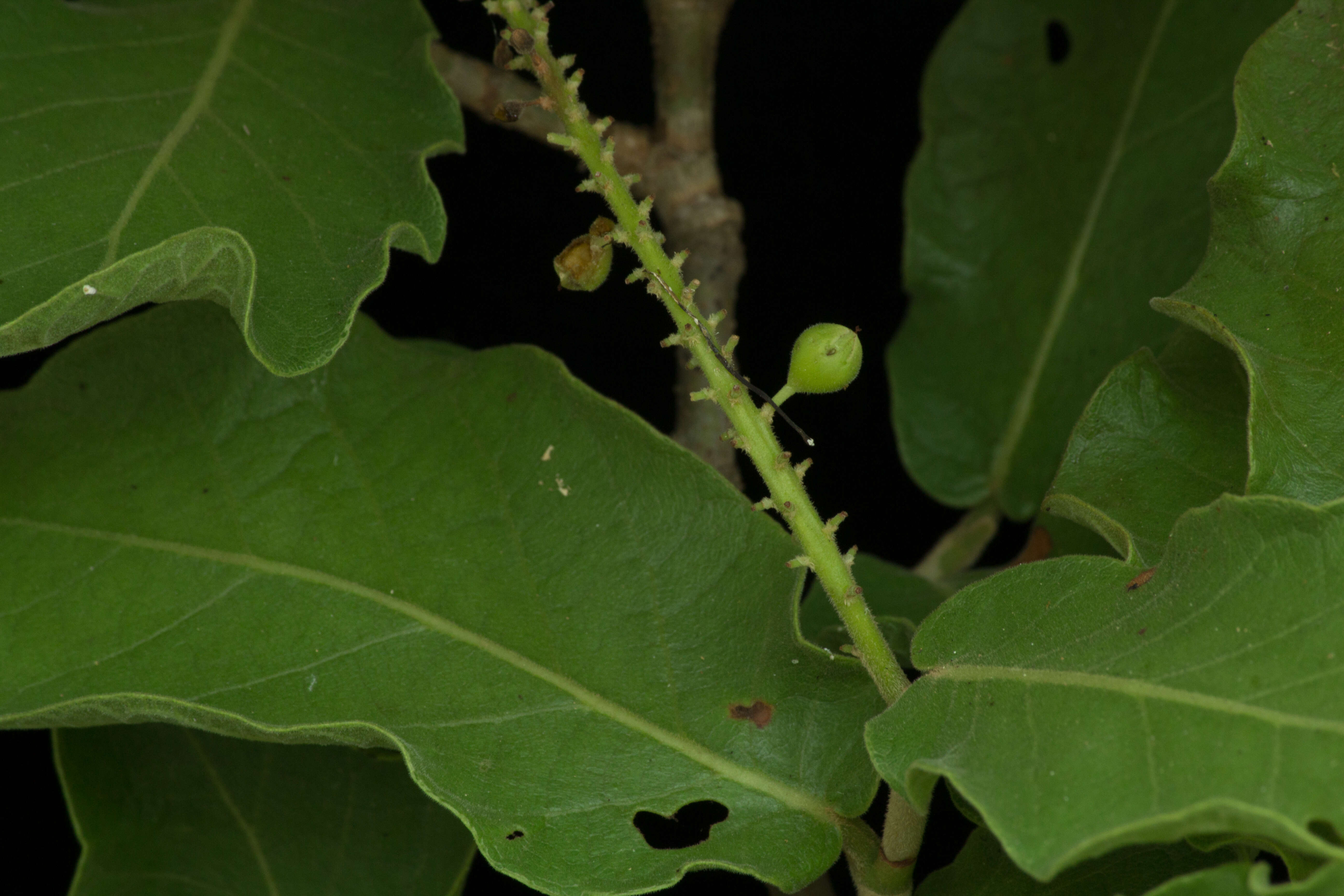 Coccoloba liebmannii Lindau resmi