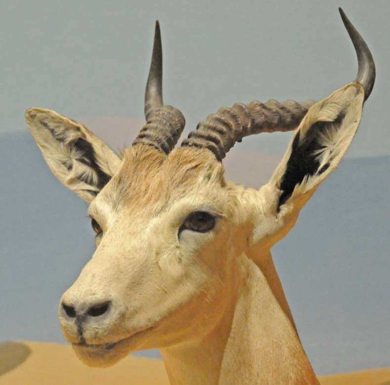 Image of Addra Gazelle