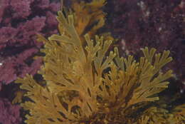 Image of Phaeophyceae