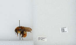 Bombus ephippiatus Say 1837 resmi