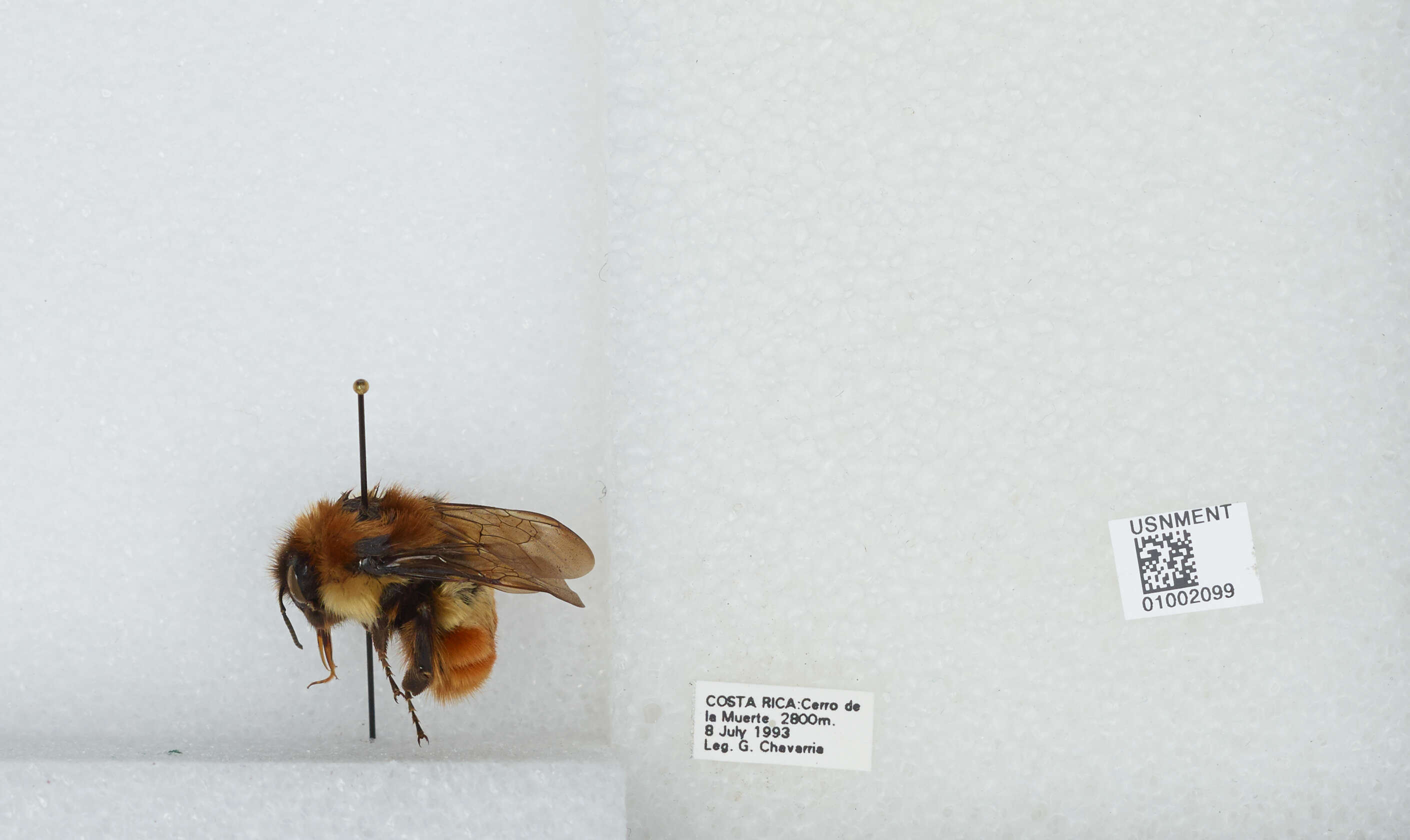 Bombus ephippiatus Say 1837 resmi