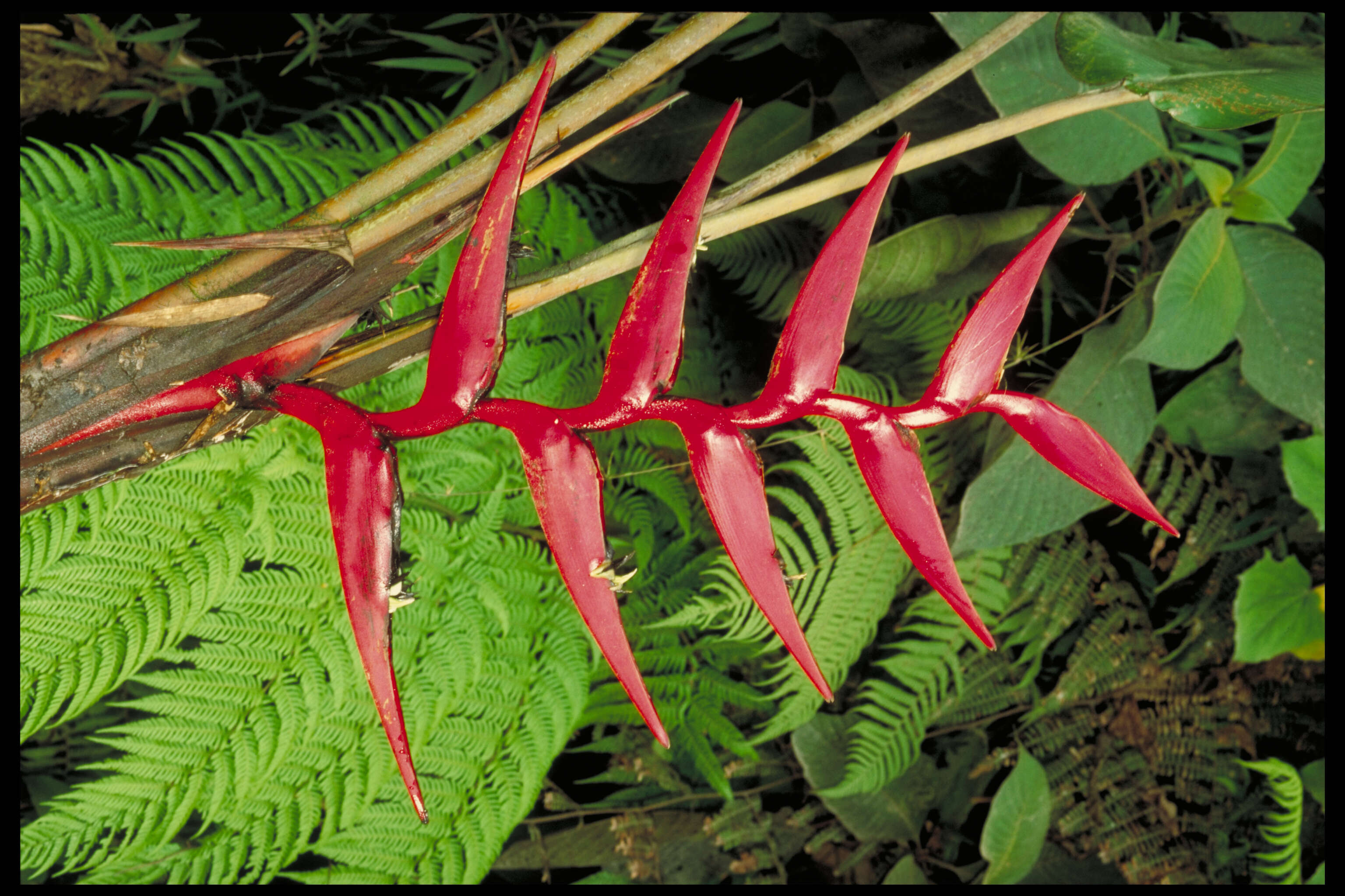 Image of Heliconia foreroi Abalo & G. Morales