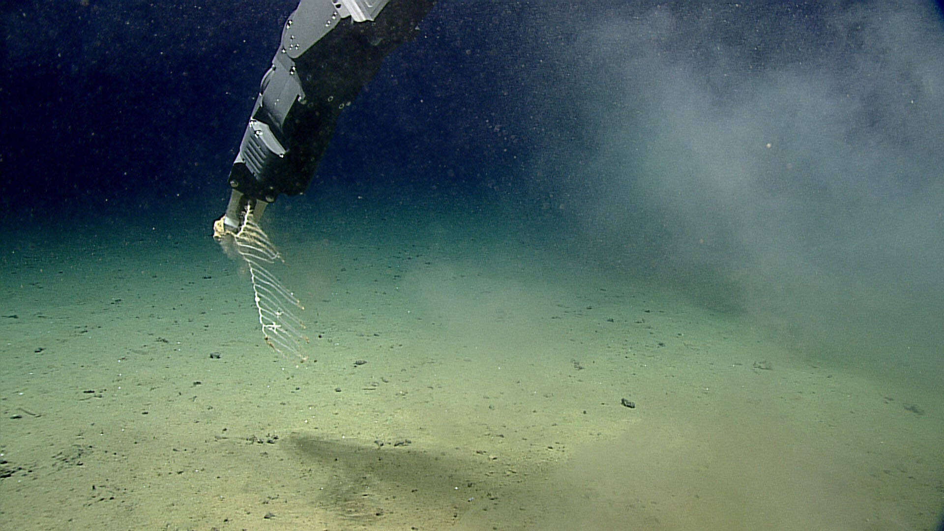 Image of harp sponge