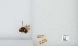 Imagem de Bombus californicus Smith 1854