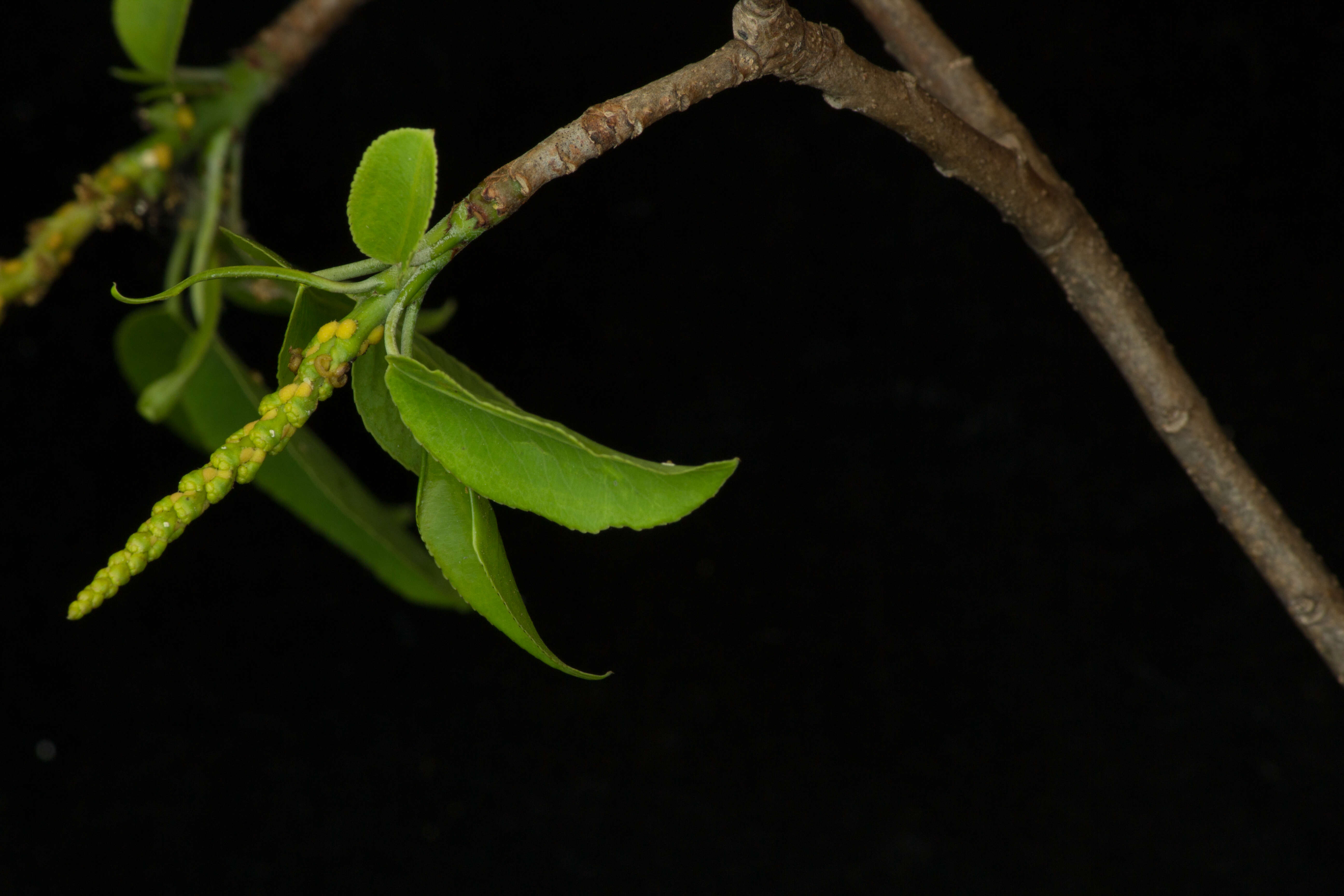 Imagem de Pleradenophora tikalana (Lundell) A. L. Melo & Esser