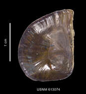 Image of Amauropsis aureolutea (Strebel 1908)