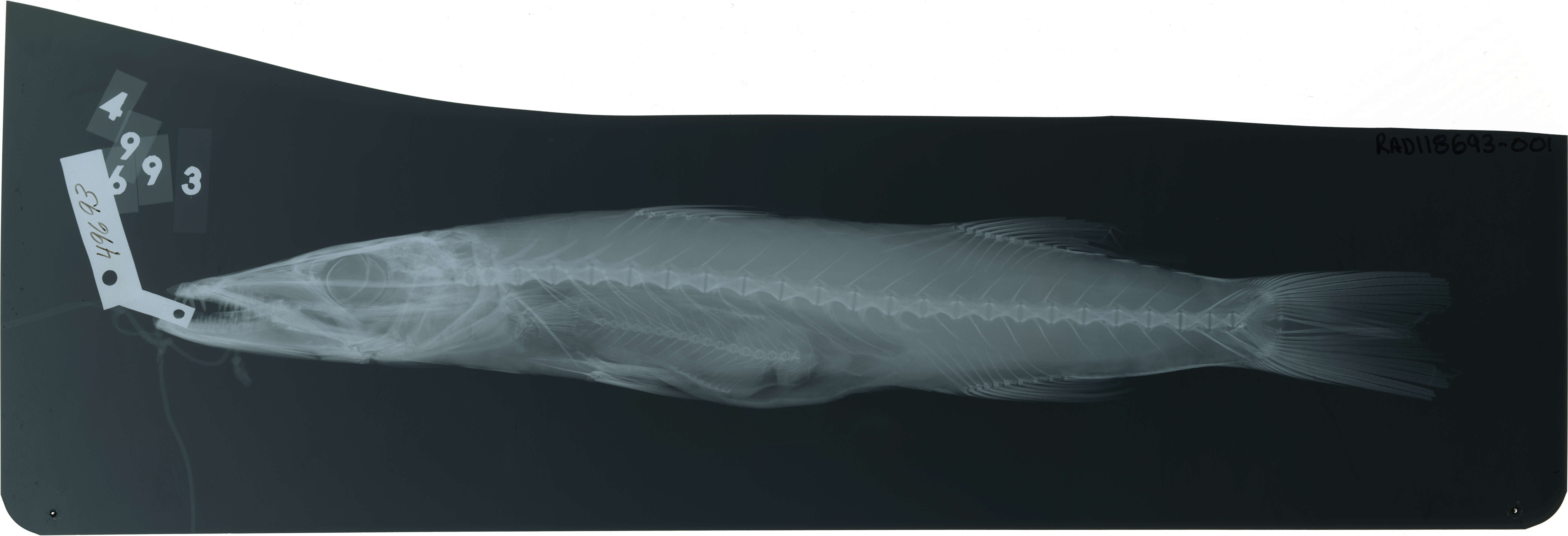 Image of Sphyraena snodgrassi