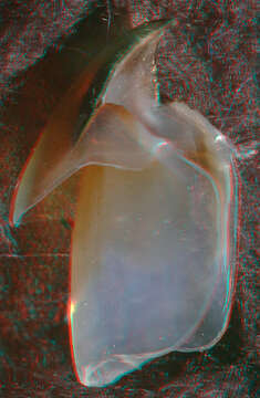 Image of arrow-finned squid