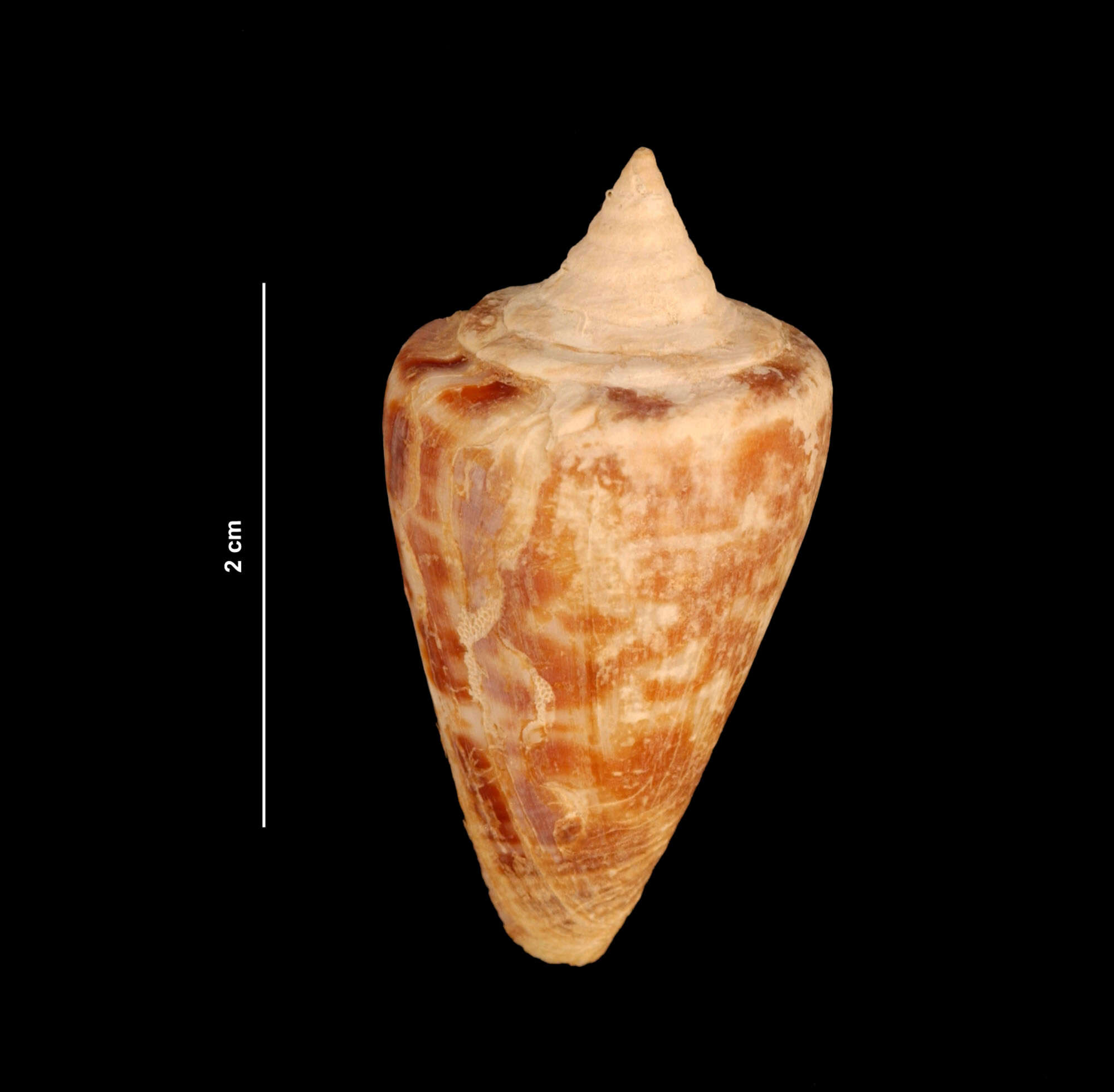 Image of alphabet cone