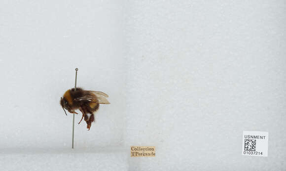 Image of Buff-tailed bumblebee