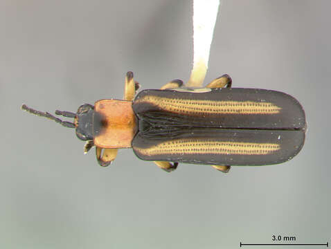 Image of Cephaloleia variabilis Staines 1996