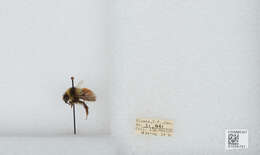 Image de Bombus sylvicola Kirby 1837