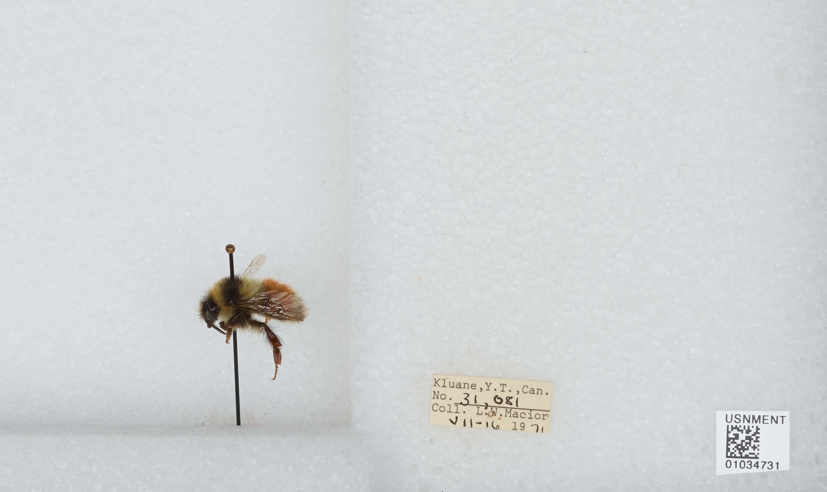 Image de Bombus sylvicola Kirby 1837