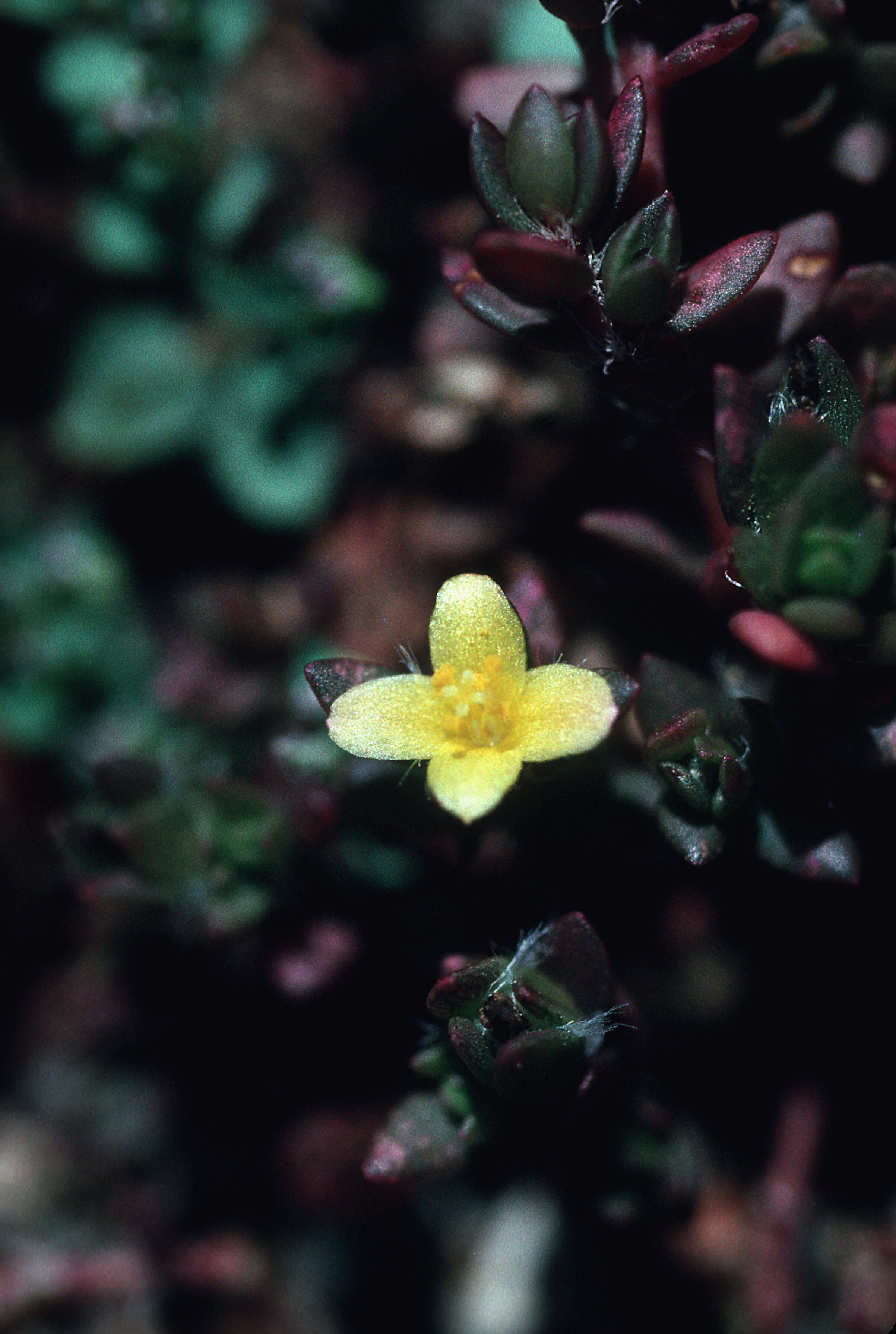 Image of Dwarf purslane