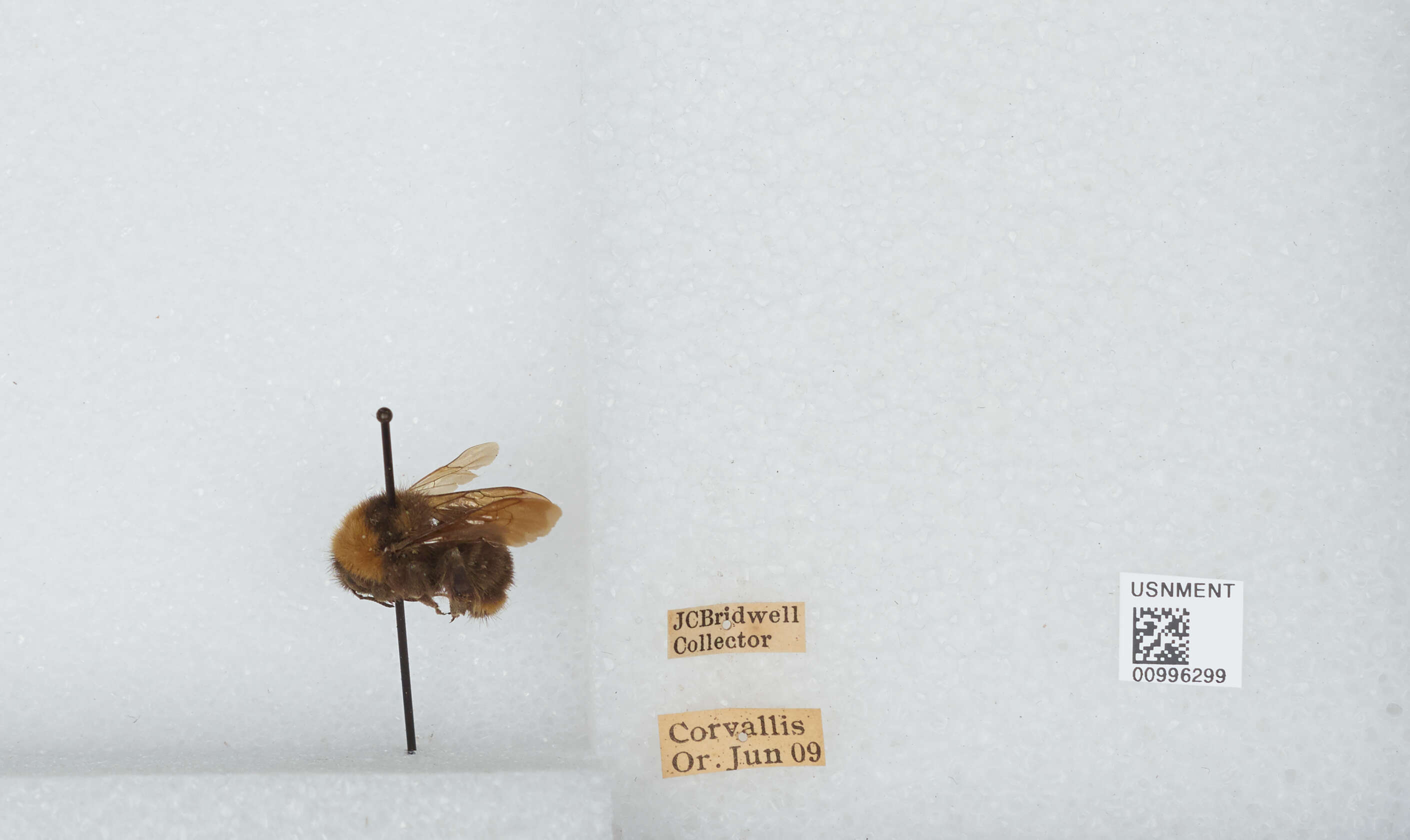 Imagem de Bombus californicus Smith 1854