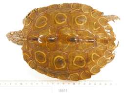 Image of Ringed Map Turtle