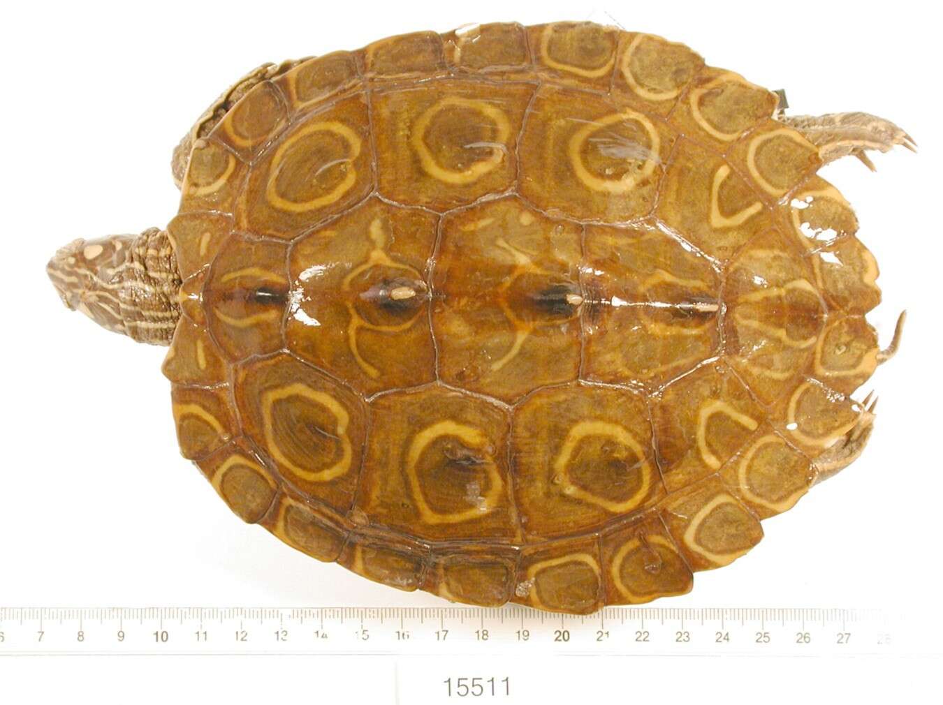 Image of Ringed Map Turtle