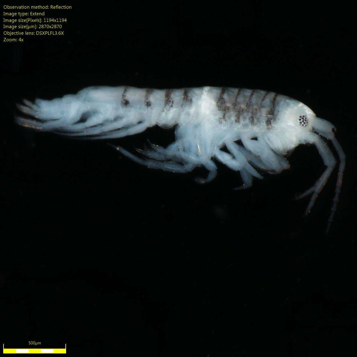 Image of Amphipoda