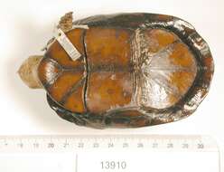 Image of Red-cheeked Mud Turtle