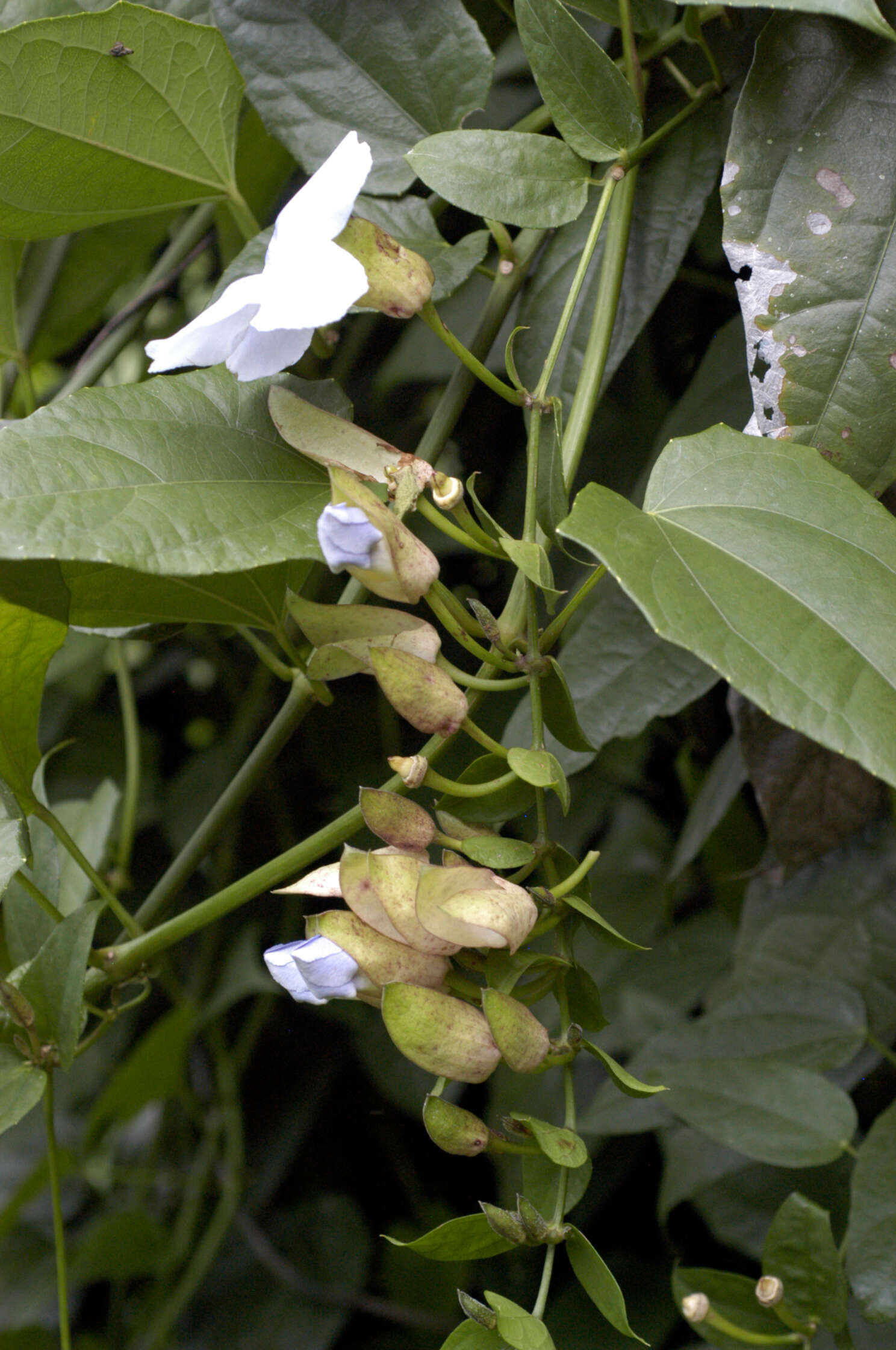 Image of Bengal clock vine