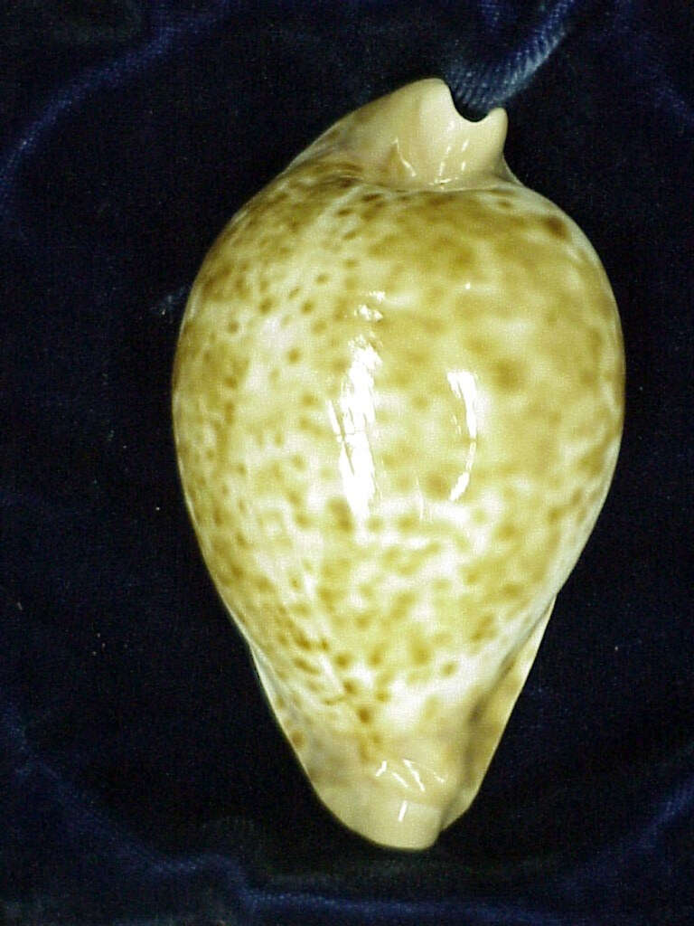 Image of Umbiliinae Schilder 1932