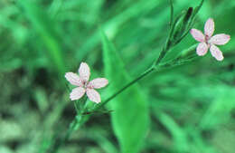 صورة Dianthus armeria L.