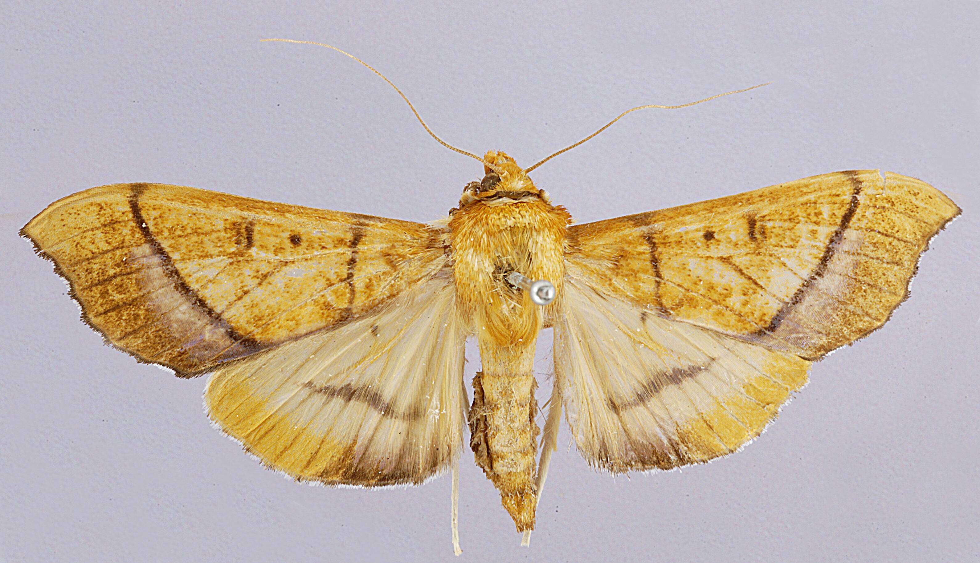 Image of Anarmodia arcadiusalis Schaus 1924