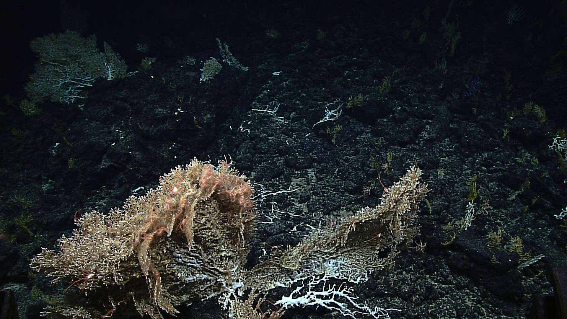 Image of lettuce coral