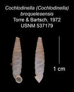 Image of Cochlodinella broquelesensis C. Torre & Bartsch 1972