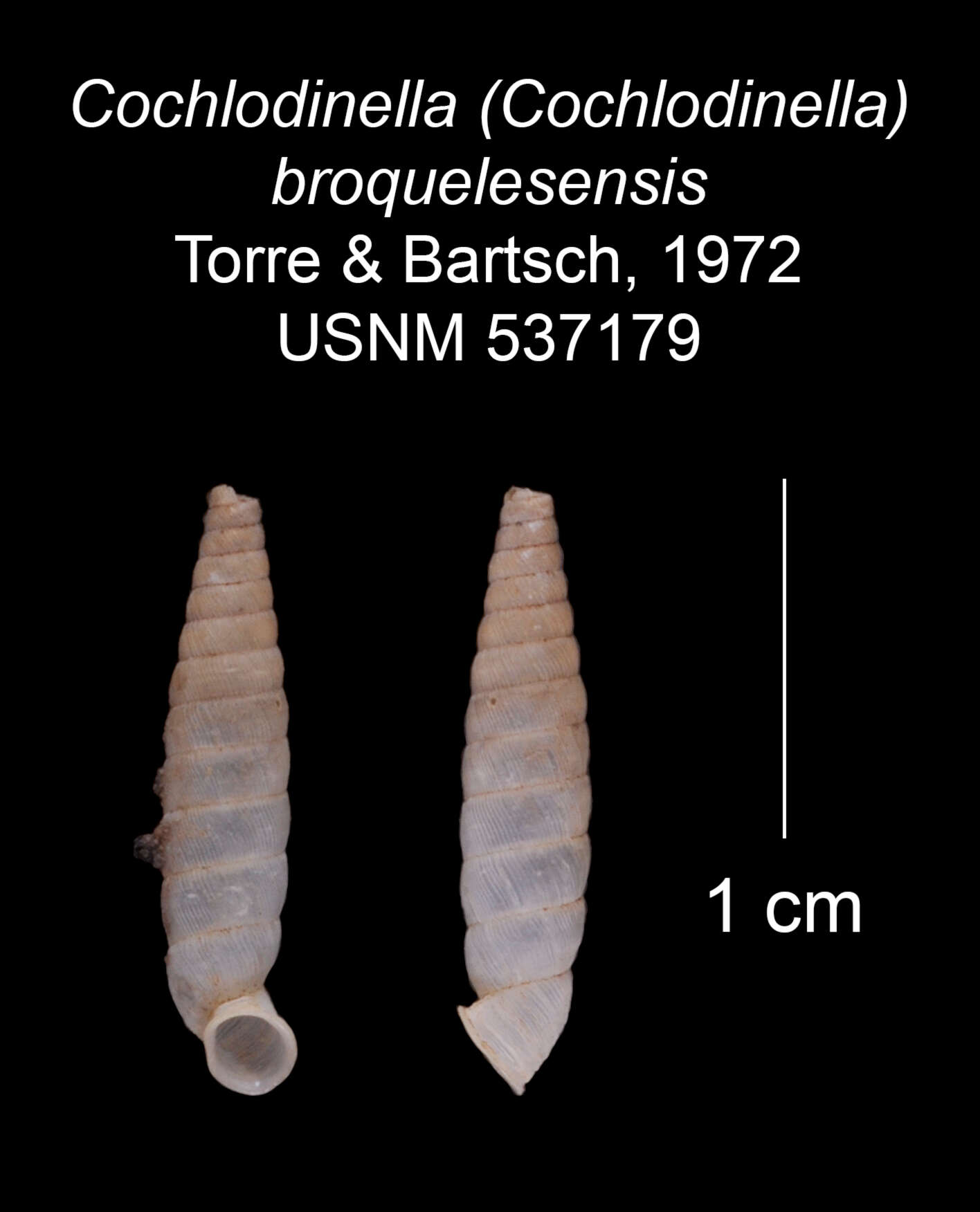 Image of Cochlodinella broquelesensis C. Torre & Bartsch 1972