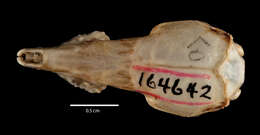 Image of Butiaba Naked-tailed Shrew