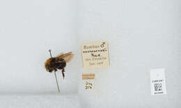 Image of Vosnesensky Bumble Bee