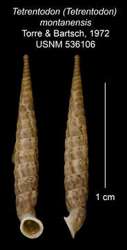 Image of Tetrentodon montanensis C. de la Torre & Bartsch 1972