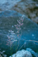 Image of Creeping Molasses Grass