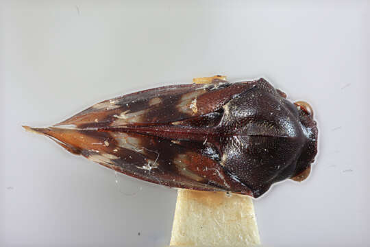 Image of Ebhul carinatum Funkhouser