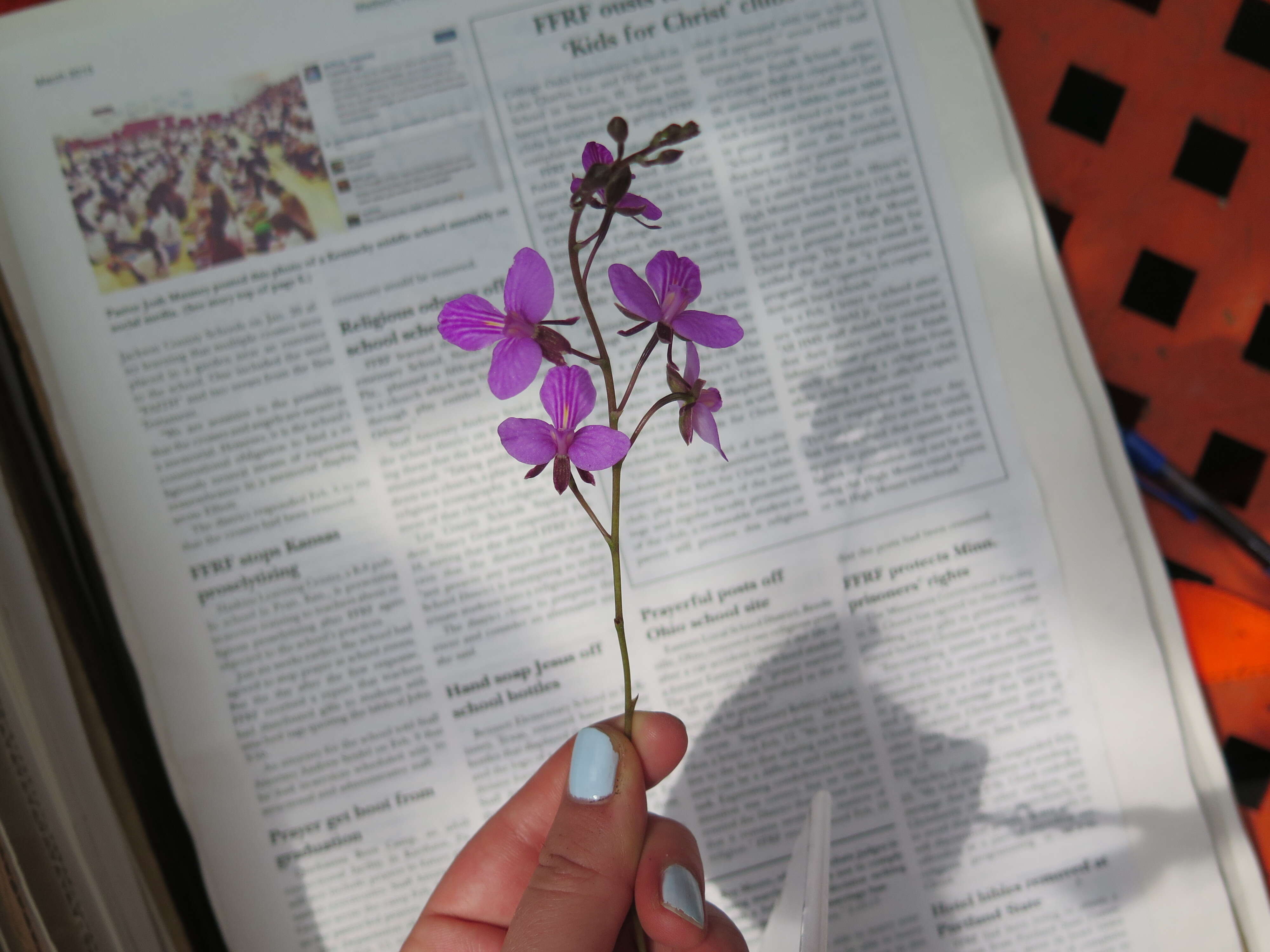 Image of serpentine wallflower orchid